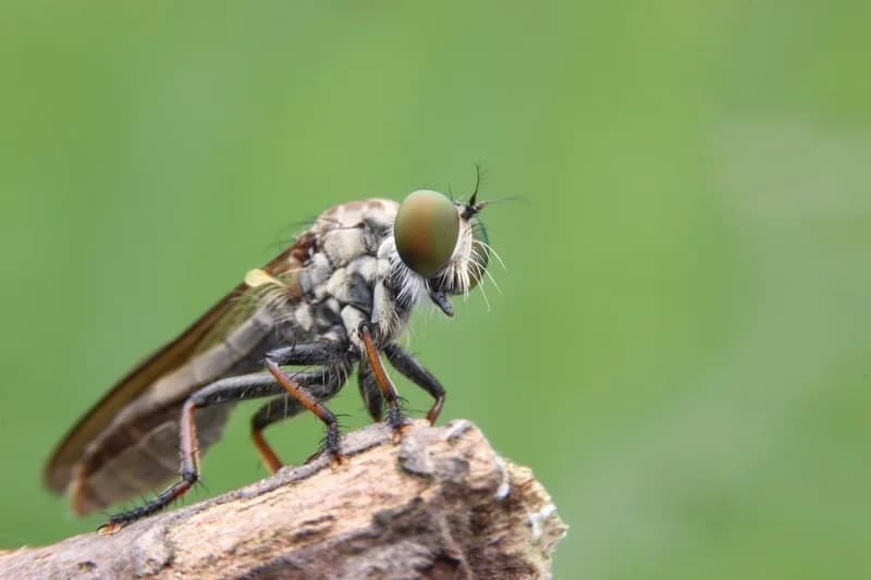 Flesh-Eating Screwworm Discovered in Texas