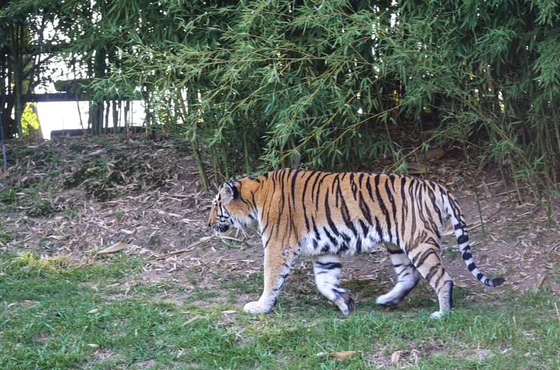 Visitors Rush to Tiger That Killed Actor